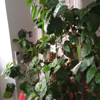کل زیبای قرمز|گل و گیاه طبیعی|مراغه, |دیوار