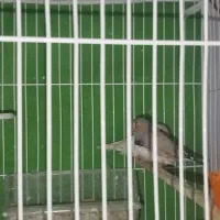 فنچ|پرنده|مشهد, انقلاب|دیوار