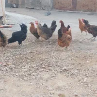 مرغ بومی دوتک