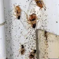 کارهای باغ وسمپاشی