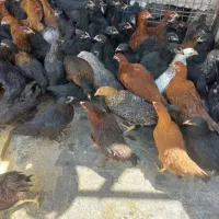جوجه مرغ گلپایگانی