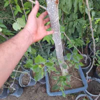 نهال صنوبر درشت|خدمات باغبانی و درختکاری|فلاورجان, |دیوار