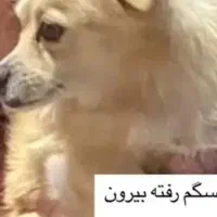 دیشب سگم گم شده هرکه پیداکردلطفاخبربده
