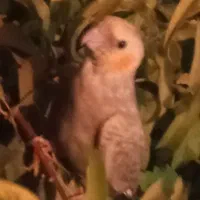 پرنده