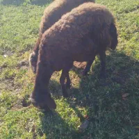 سه عدد میش و بره|حیوانات مزرعه|بروجرد, |دیوار