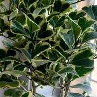 گل فیکوس همراه با گلدان سرامیکی|گل و گیاه طبیعی|پرند, فاز ۲|دیوار