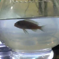 ماهی کالر   زبرا و ماکرو