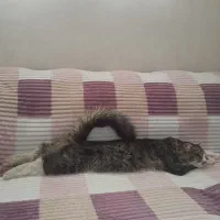 واگذاری گربه سیبرین روسی بزرگ