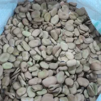 باقالی نژاد بهشهری و نژاد سوریه