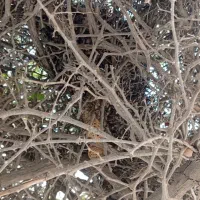 عسل محلی با موم وصاف شده موجود مقدار محدود|خوردنی و آشامیدنی|اسیر, |دیوار