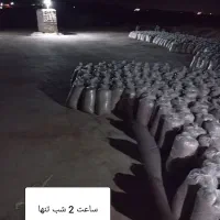 تفاله چغندر