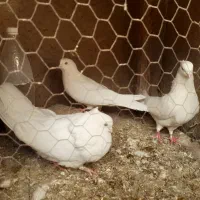 تعدادی کبوترهای خاص