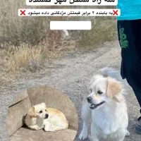 سگ گمشده