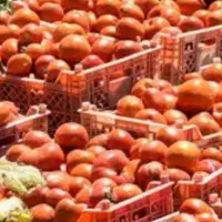 گرجه مشتی اب دار. بسیار خوب