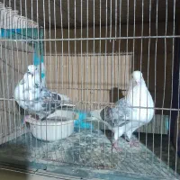 کبوترپرشی|پرنده|سرخنکلاته, |دیوار