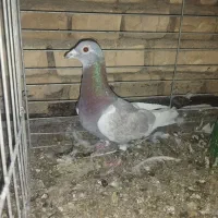 تعدادی نرو ماده پلاکی درجه یک موجوده