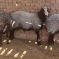 کله پاچه سیرابی پاک شده کیلوی ۴۰۰هزار|خوردنی و آشامیدنی|فردیس, شهرک ارم|دیوار