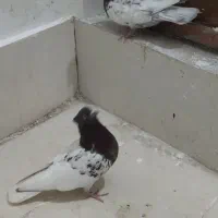 کبوتر کله سرخ|پرنده|شیراز, شهرک گلستان|دیوار