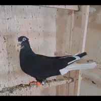 کبوتر رنگی|پرنده|ضیاء آباد, |دیوار