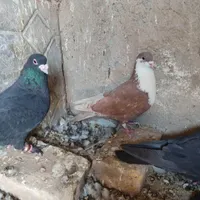تعدادی کبوتر نر سوراخ|پرنده|رفسنجان, |دیوار