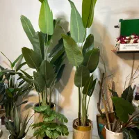 درخچه های مصنوعی وارداتی|گل مصنوعی|فردیس, قریشی|دیوار