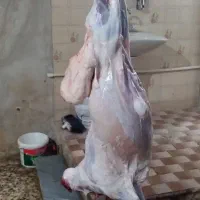 قصاب سیار هستم|خدمات پذیرایی، مراسم|دزفول, |دیوار