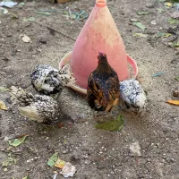 مرغ و خروس سیبرایت