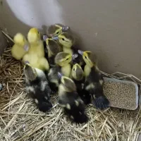 بچه اردک اسرائیلی|حیوانات مزرعه|لولمان, |دیوار