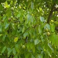 گردو نصفه ای هر کی میده تا بتکانیم رضا