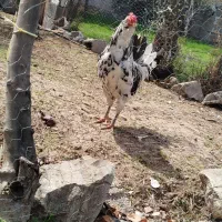 گلین|حیوانات مزرعه|چورزق, |دیوار