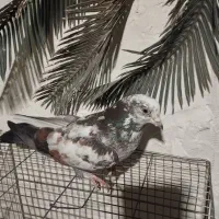 کفتر یا کبوتر|پرنده|رباط‌کریم, شترخوار|دیوار