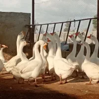 قو غاز|حیوانات مزرعه|گرگان, |دیوار