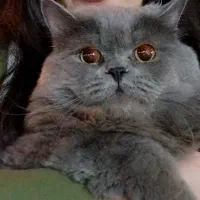 گربه پرشین گم شده مژدگانی بزرگ