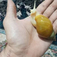 حلزون|خزنده|کرج, حصارک بالا|دیوار