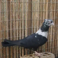 کلاغ رسمی قناری|پرنده|مشهد, ادیب نیشابوری (شهرک غرب)|دیوار