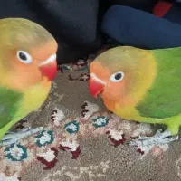 کوتوله وعروس هلندی