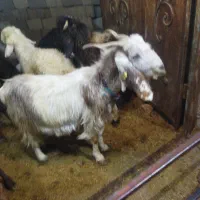 فروش بز داشتی|حیوانات مزرعه|شیراز, گویم|دیوار