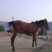 کره مادیان اصیل سالار بختیاری|اسب و تجهیزات اسب‌سواری|فولادشهر, B4|دیوار