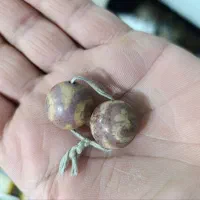 شوش هفت تپه