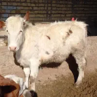 گوساله نر وماده