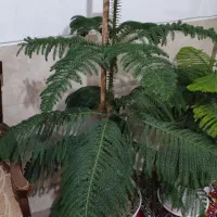 کاج مطبق