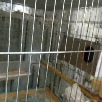 عروس هلندی تک و بالغ، در اب پخش|پرنده|آبپخش, |دیوار