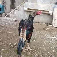 خروس اوشامو آلمانی