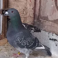 کبوتر پلاکی