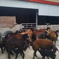 گوسفند قزل افشار