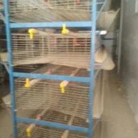 قفس بلدرچین
