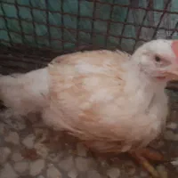 مرغ ارگانیک اکبر جوجه|پرنده|ساری, |دیوار