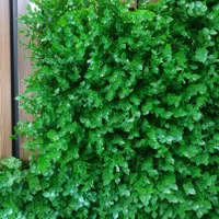 چمن مصنوعی و ترمووال و....