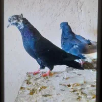 کبوتر کله ماسی