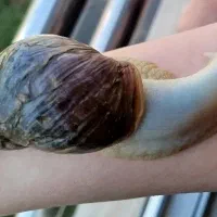 حلزون های اچاتینا تخم گذار
